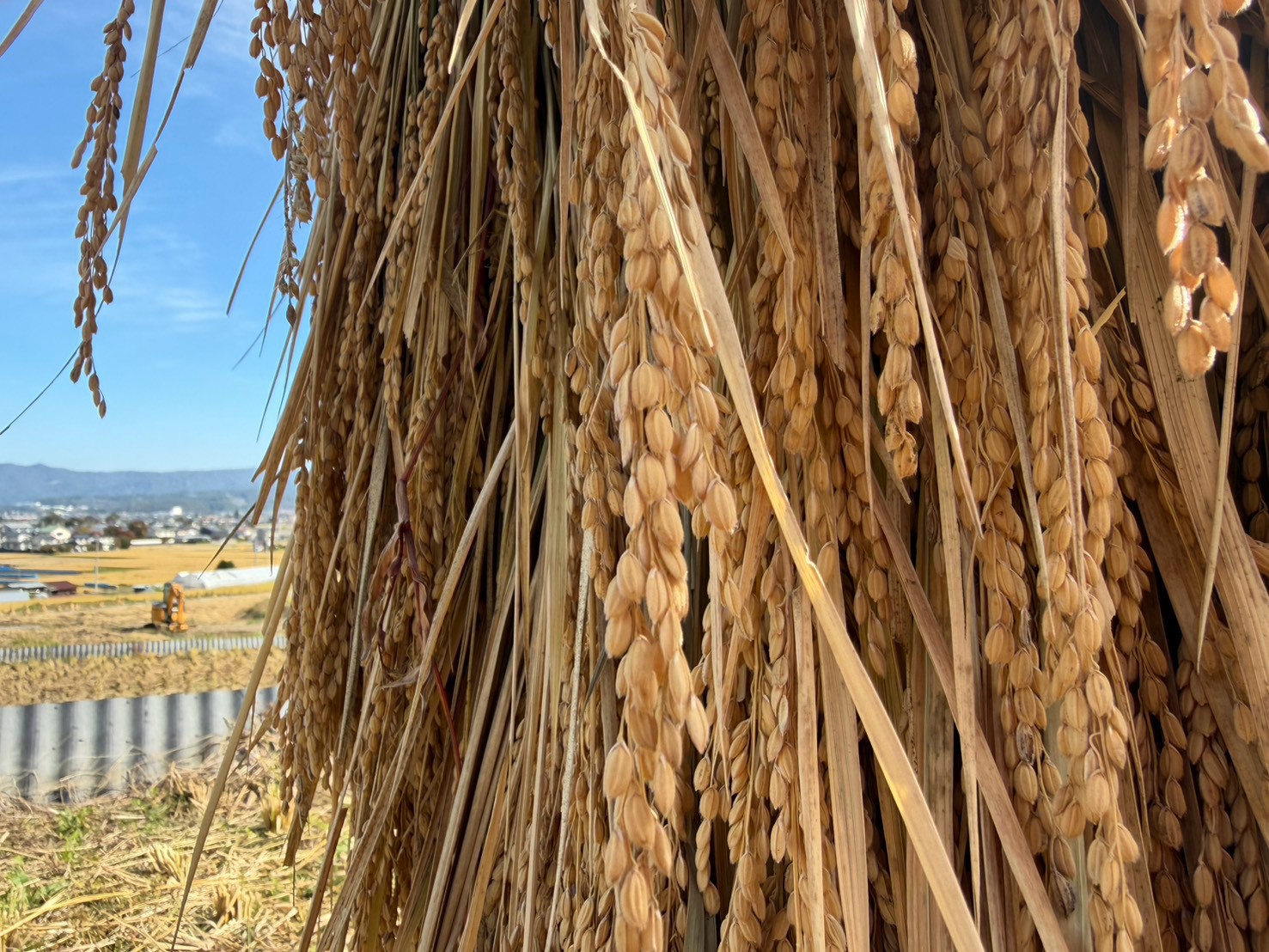 天日干し（はぜ掛け）によって自然乾燥され旨味が凝縮した黄金色の稲穂（株式会社商運サービス お米作り体験）