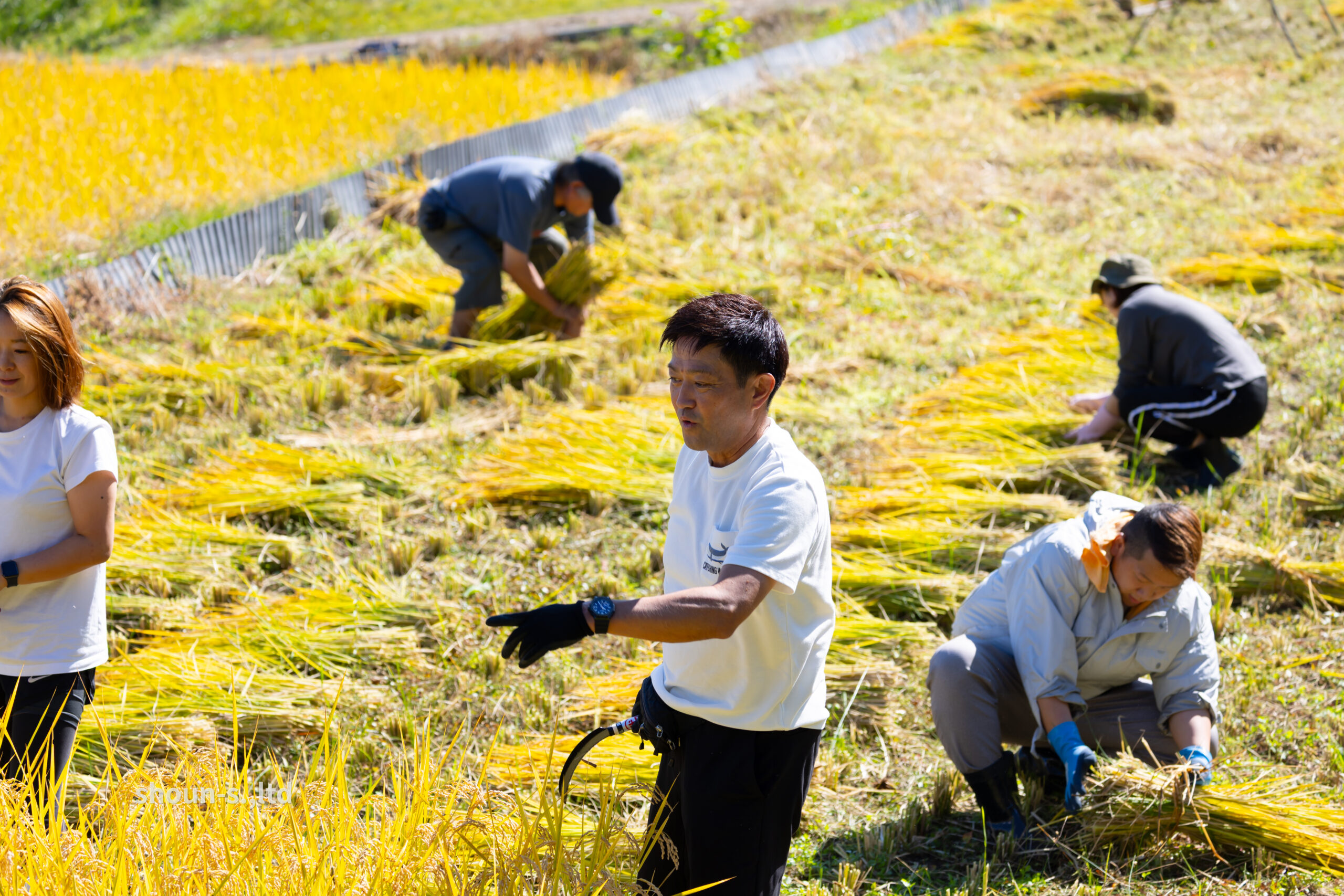 青々と育った夏の稲と長野県佐久市の豊かな自然景観